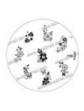 Konad Image Plate M82